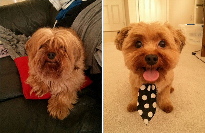 foto antes y después peluquería de perros 14