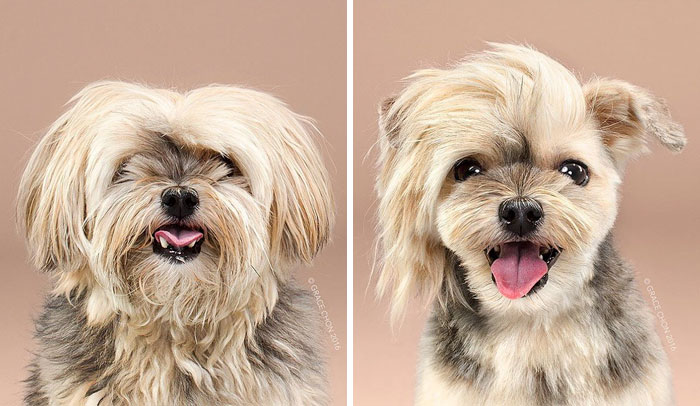 foto antes y después peluquería de perros 15