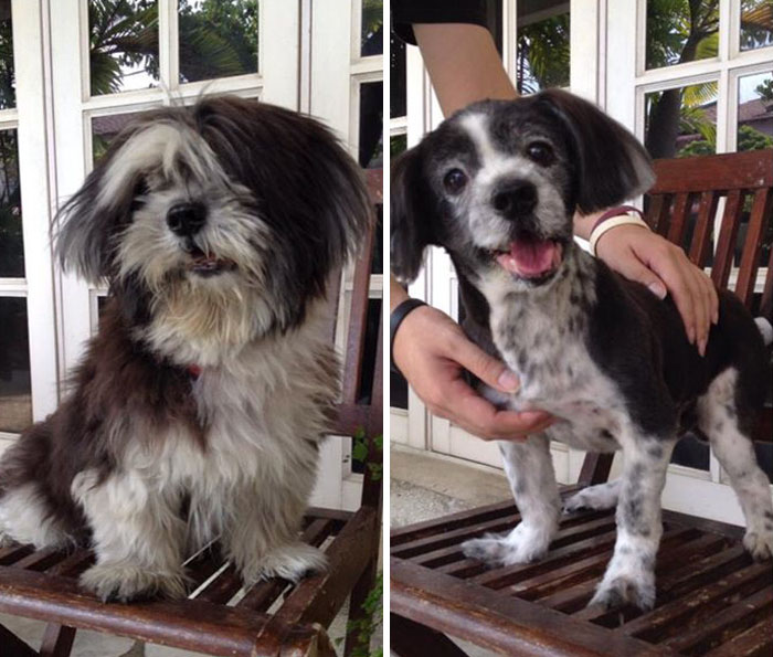 foto antes y después peluquería de perros 17