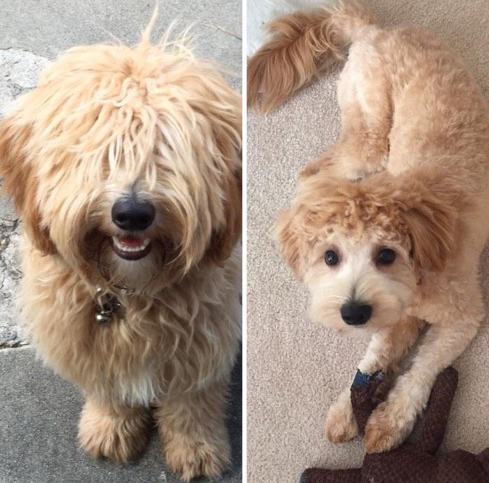 foto antes y después peluquería de perros 20
