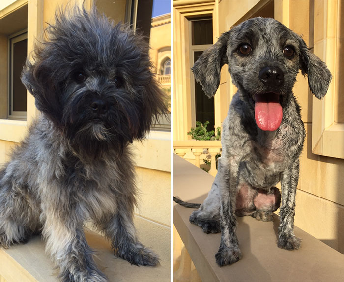 foto antes y después peluquería de perros 22