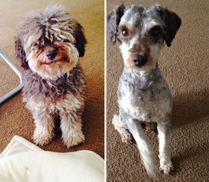 foto antes y después peluquería de perros 23