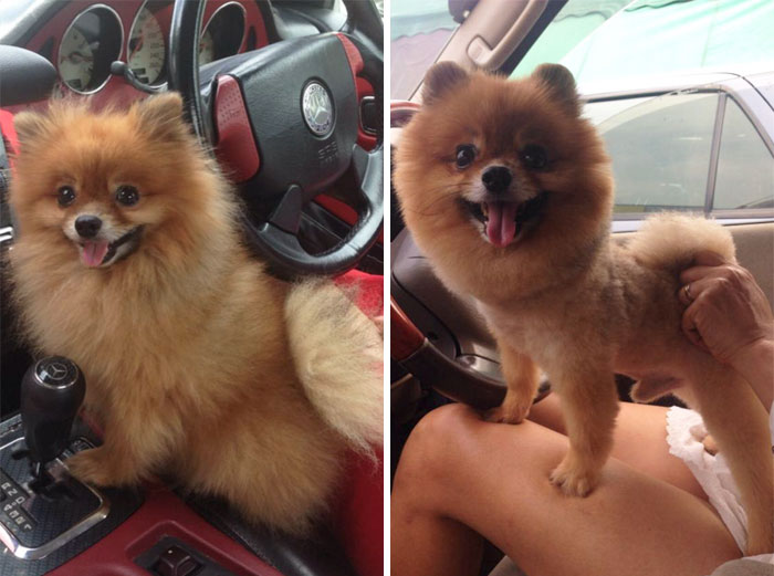 foto antes y después peluquería de perros 4