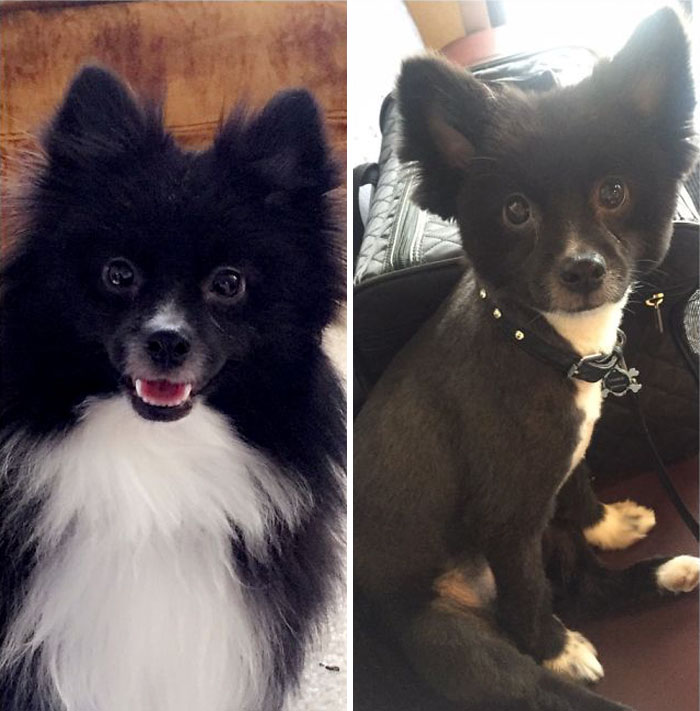 foto antes y después peluquería de perros 5