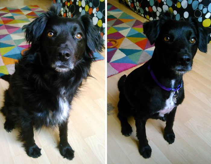 foto antes y después peluquería de perros 8